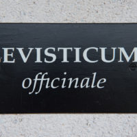 Levisticum1