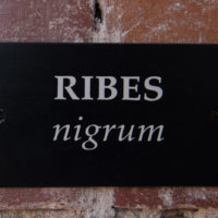 Ribes1