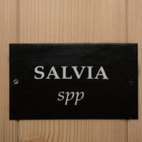 Salvia1